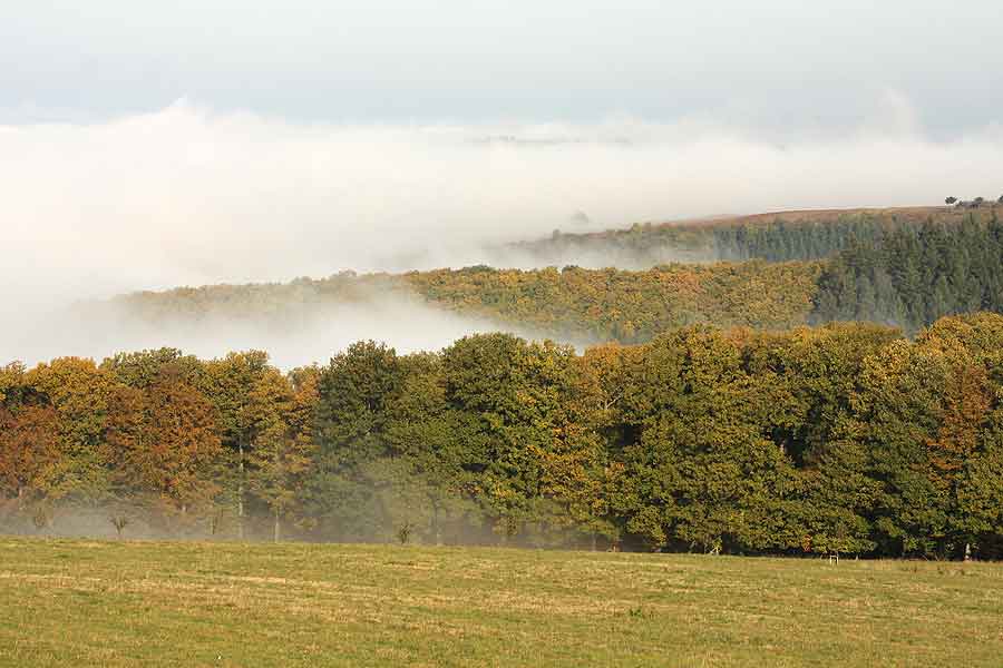 Der Osburger Wald
